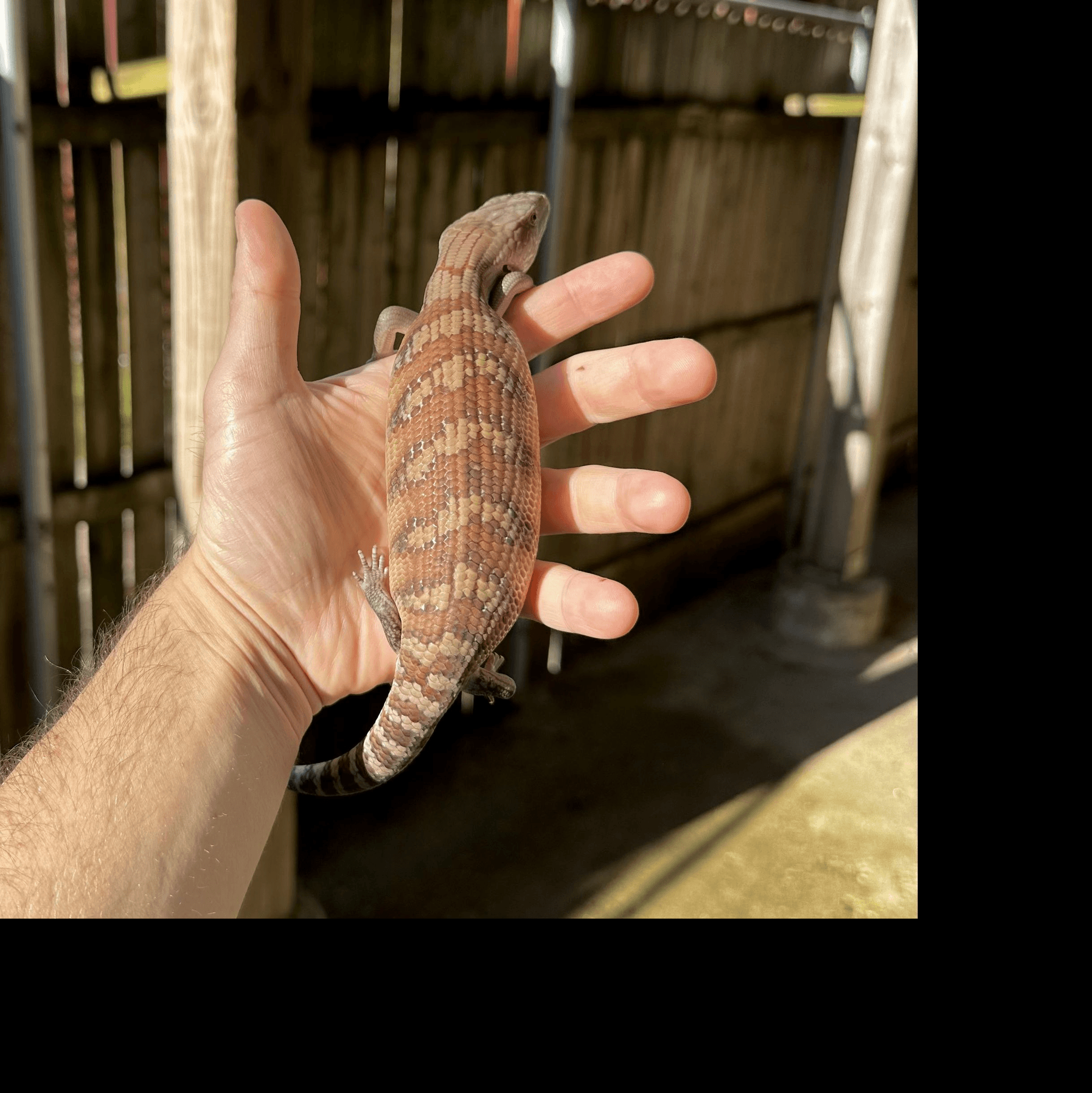 Image 1 for (XC15) Classic Northern Blue Tongue Skink Baby