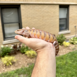 Preview image 2 for (LE03) Specialty Morph Northern Blue Tongue Skink Baby