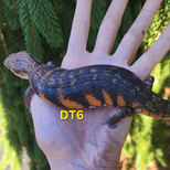 Preview image 1 for DT6 Halloween project northern blue tongue skink