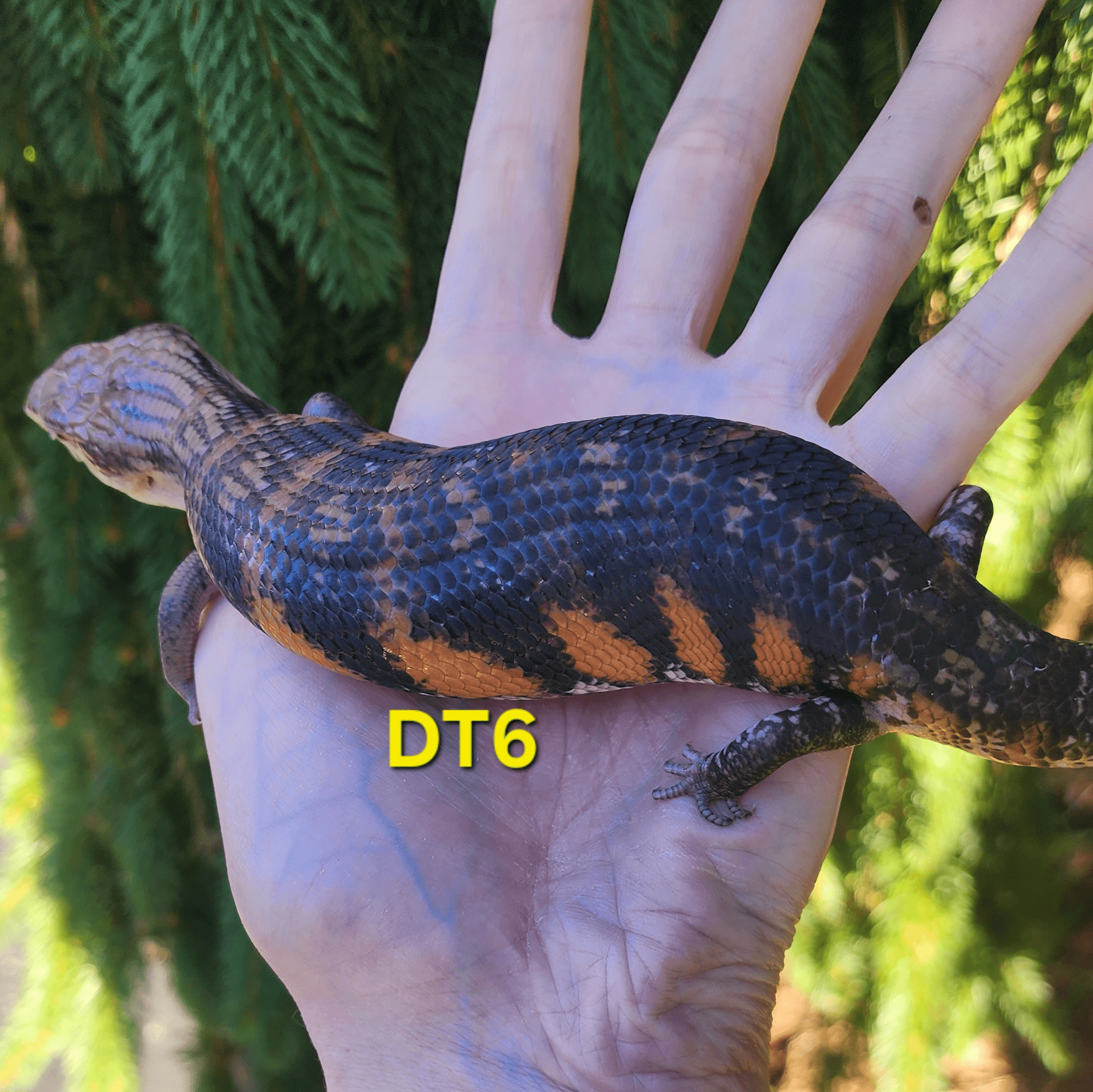 Image for DT6 Halloween project northern blue tongue skink