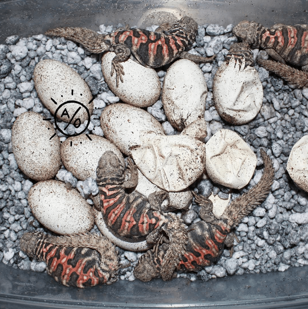 Image for CB Uromastyx ornata