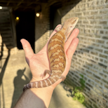 Preview image 1 for (XC07) Classic Northern Blue Tongue Skink Baby