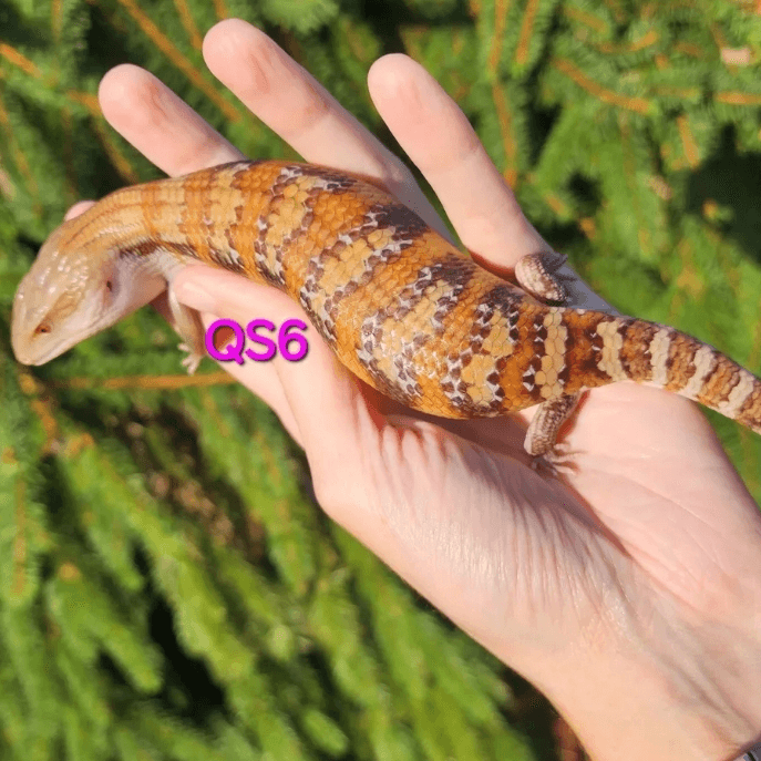 Image 1 for QS6 White/light x Classic Northern Blue Tongue Skink