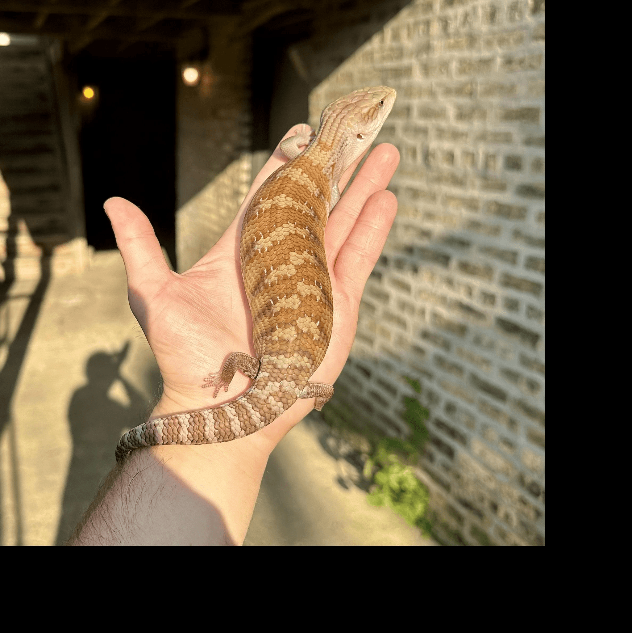 Image 1 for (XC07) Classic Northern Blue Tongue Skink Baby