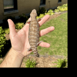 Preview image 1 for (XC04) Classic Northern Blue Tongue Skink Baby