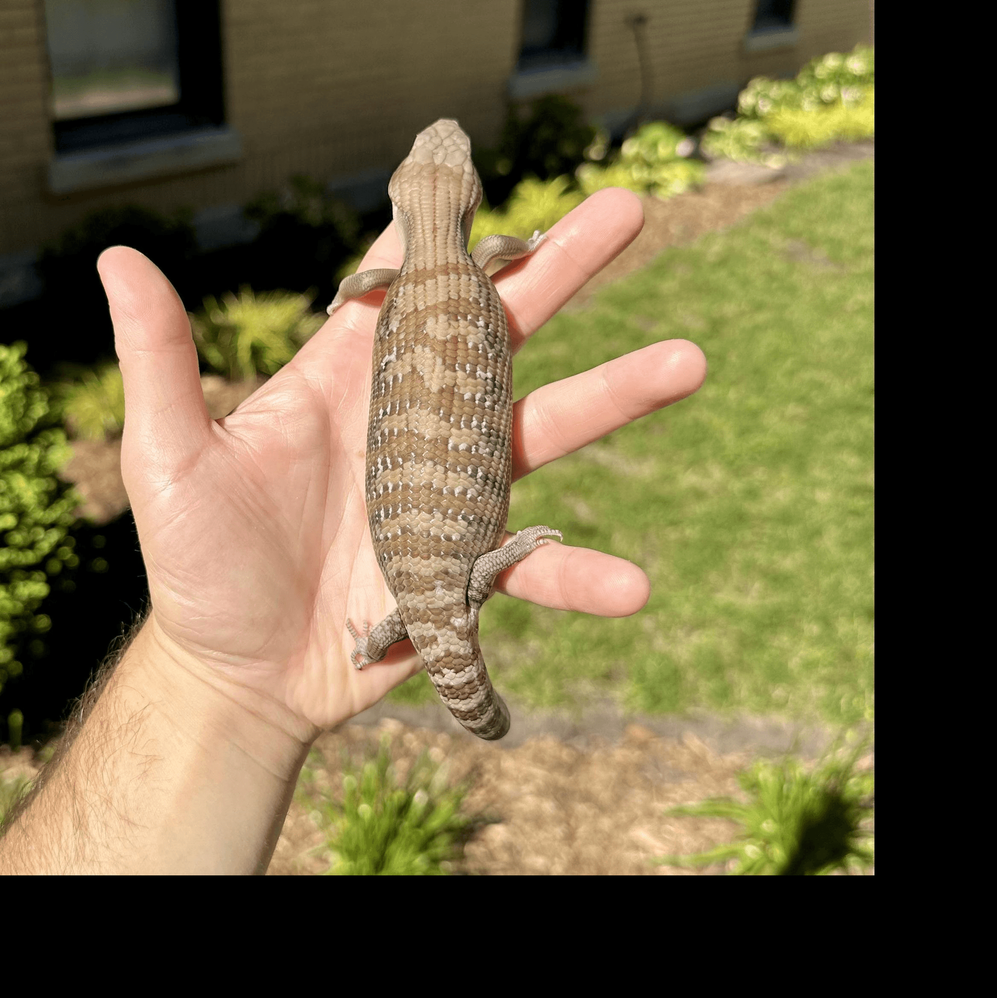 Image for (XC04) Classic Northern Blue Tongue Skink Baby