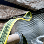 Preview image 3 for Unsexed Phelsuma standingi