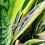 Preview image 2 for Unsexed Phelsuma standingi