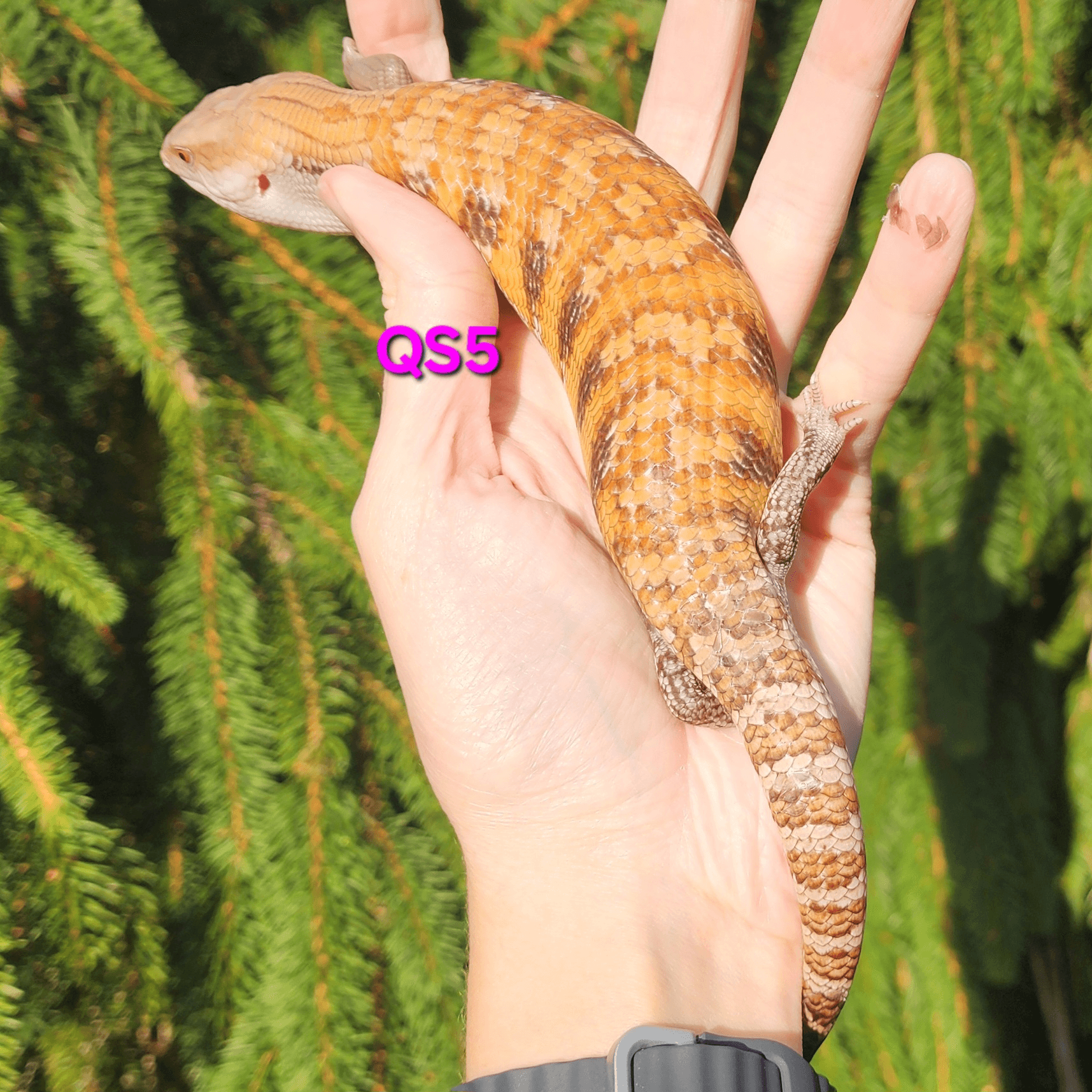 Image for QS5 White/light x Classic Northern Blue Tongue Skink