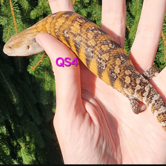 Image for QS4 White/light x Classic Northern Blue Tongue Skink