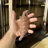 Preview image 1 for (XC15) Classic Northern Blue Tongue Skink Baby