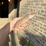 Preview image 3 for (GJ05) Half Specialty / Half Classic Northern Blue Tongue Skink Baby