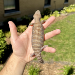 Preview image 1 for (XC04) Classic Northern Blue Tongue Skink Baby