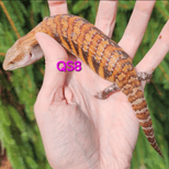 Preview image 1 for QS8 White/light x Classic Northern Blue Tongue Skink