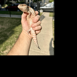 Preview image 3 for (FM08) Classic Northern Blue Tongue Skink Baby