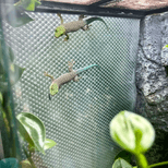 Preview image 4 for Unsexed Phelsuma standingi