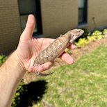 Preview image 2 for (XC04) Classic Northern Blue Tongue Skink Baby