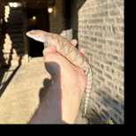 Preview image 4 for (GJ05) Half Specialty / Half Classic Northern Blue Tongue Skink Baby