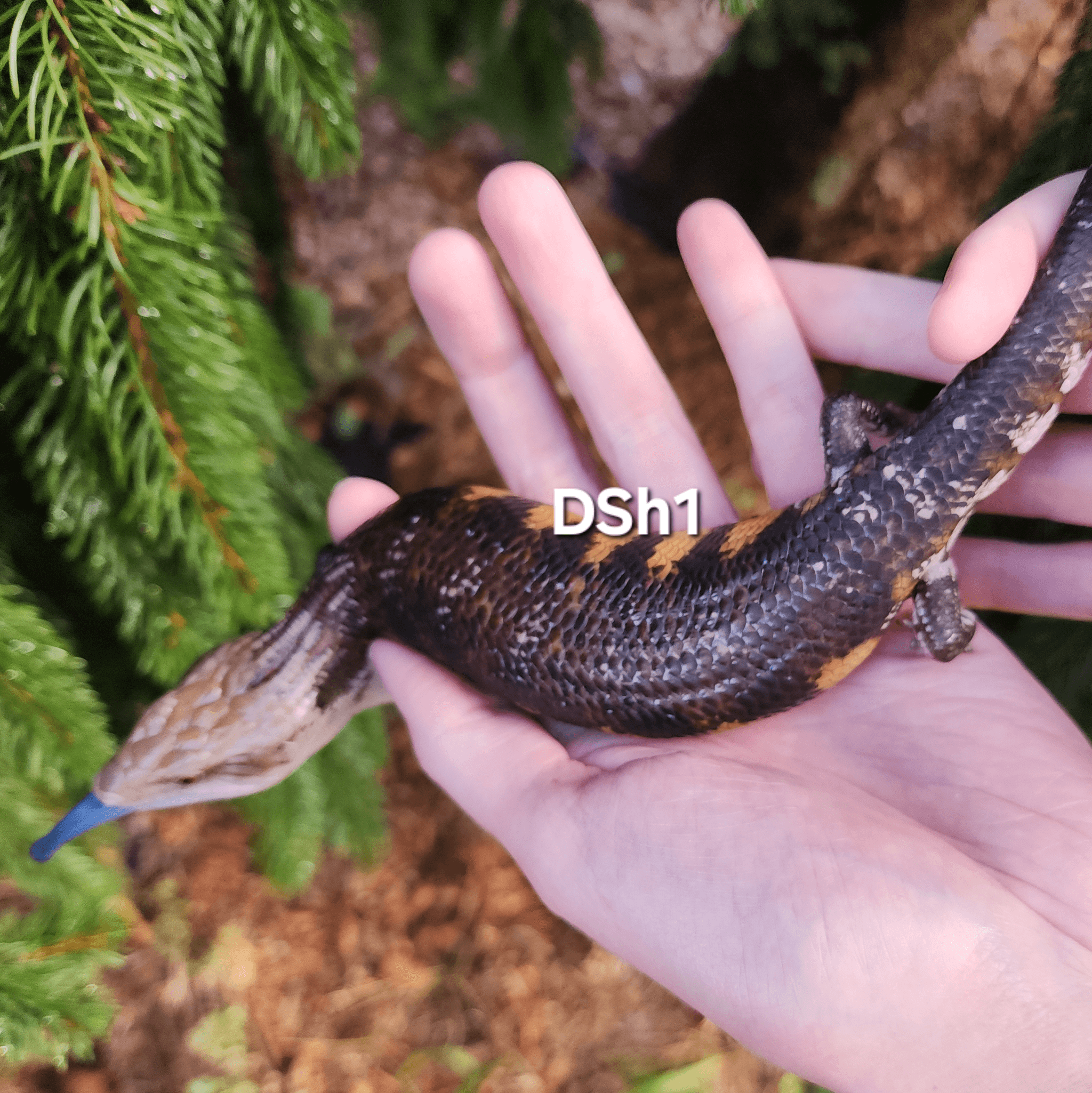 Image for DSh1 Halloween project northern blue tongue skink