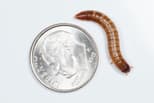 Preview image 4 for Large (1.5-2") Superworms (50) by Ovipost