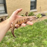 Preview image 3 for (LE03) Specialty Morph Northern Blue Tongue Skink Baby