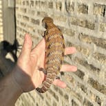 Preview image 1 for (GJ11) Half Specialty / Half Classic Northern Blue Tongue Skink Baby