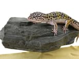 Preview image 1 for MagNaturals Magnetic Rock Ledge (Small - Granite) by Josh's Frogs