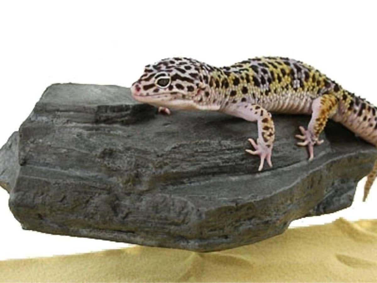 Image for MagNaturals Magnetic Rock Ledge (Small - Granite) by Josh's Frogs