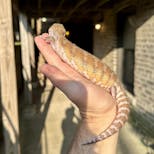 Preview image 3 for (XC07) Classic Northern Blue Tongue Skink Baby