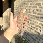 Preview image 1 for (GJ05) Half Specialty / Half Classic Northern Blue Tongue Skink Baby