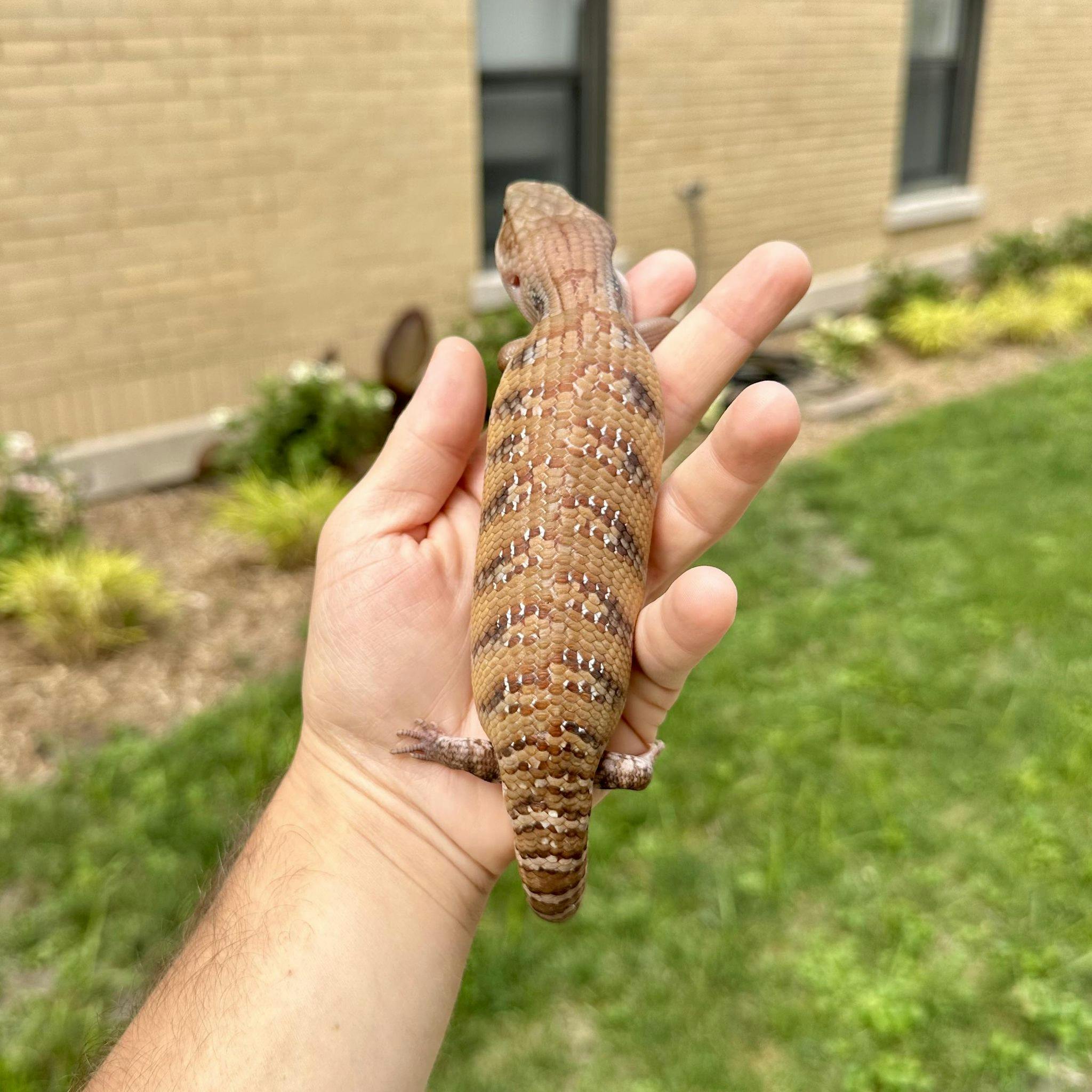 Image 1 for (LE03) Specialty Morph Northern Blue Tongue Skink Baby