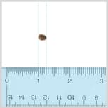 Preview image 5 for XL Male (1.5-2") Discoid Roaches (100) by Ovipost