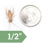 Preview image 12 for 1/8" Crickets (500) by Ovipost