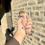 Preview image 4 for (GJ11) Half Specialty / Half Classic Northern Blue Tongue Skink Baby