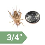 Preview image 10 for 1/2" Crickets (500) by Ovipost