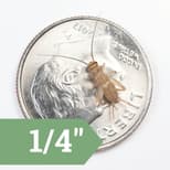 Preview image 13 for 1/8" Crickets (1,000) by Ovipost