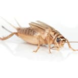 Preview image 7 for 3/8" Crickets (50) by Ovipost