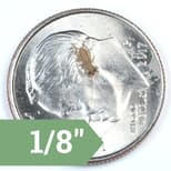 Preview image 14 for 1/4" Crickets (1,000) by Ovipost