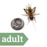 Preview image 9 for 3/8" Crickets (1,000) by Ovipost