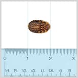 Preview image 2 for Large (1-1.5") Discoid Roaches (200) by Ovipost