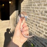 Preview image 2 for (GJ05) Half Specialty / Half Classic Northern Blue Tongue Skink Baby