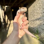 Preview image 2 for (XC07) Classic Northern Blue Tongue Skink Baby