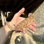 Preview image 4 for (XC07) Classic Northern Blue Tongue Skink Baby