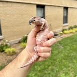 Preview image 4 for (LE03) Specialty Morph Northern Blue Tongue Skink Baby