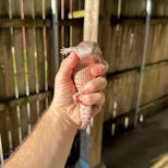 Preview image 4 for (XC15) Classic Northern Blue Tongue Skink Baby