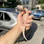 Preview image 4 for (JJ07) Irian Jaya Blue Tongue Skink Baby - LAST CBB IJ FOR THE YEAR