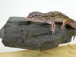 Preview image 3 for MagNaturals Magnetic Rock Ledge (Small - Granite) by Josh's Frogs