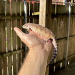 Preview image 3 for (XC15) Classic Northern Blue Tongue Skink Baby