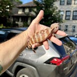 Preview image 3 for (JJ07) Irian Jaya Blue Tongue Skink Baby - LAST CBB IJ FOR THE YEAR