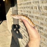 Preview image 3 for (GJ11) Half Specialty / Half Classic Northern Blue Tongue Skink Baby